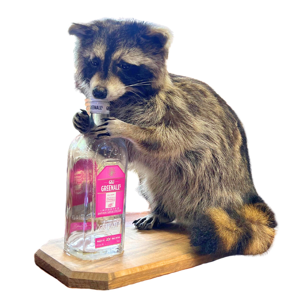 Whiskey Raccoon H-MT-F