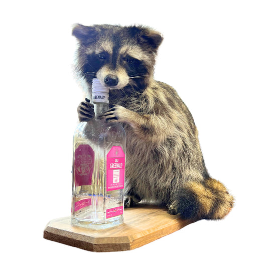 Whiskey Raccoon H-MT-F